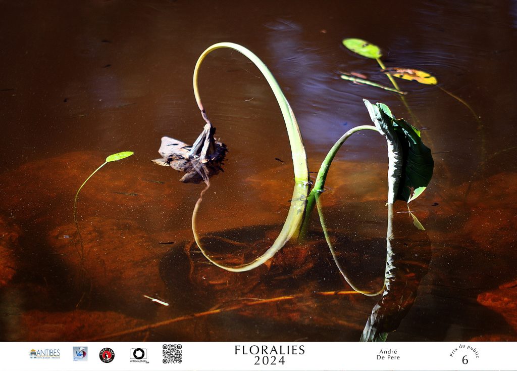 1er prix du concours photo "Floralies Antibes" 2024 • André de Pere 