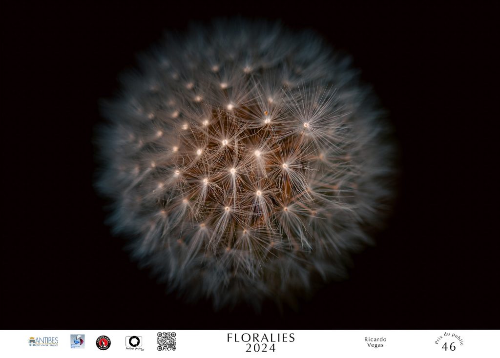 Prix du public (ex æquo) du concours "Floralies 2024" de la ville d'Antibes : Ricardo VEGAS